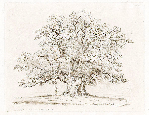 The Boddington Oak Aug 25 1789 : Pl XXIII 