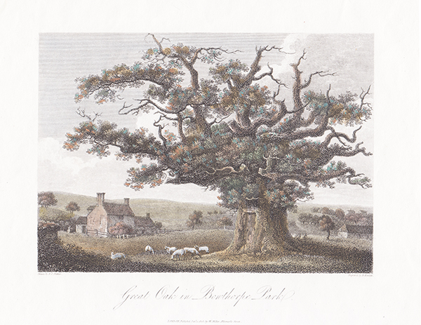 Great Oak in Bowthorpe Park 