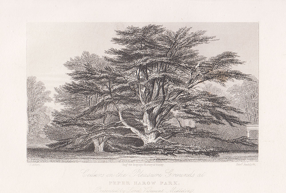 Cedars in the Pleasure Grounds at Peper Harow Park 