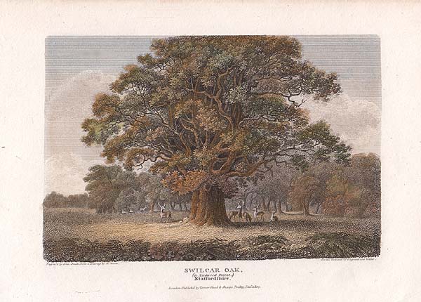 Swilcar Oak  In Needwood Forest