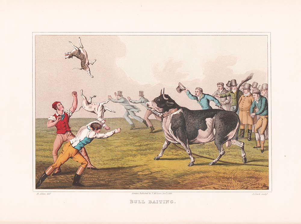 Bull Baiting  -  Henry Alken